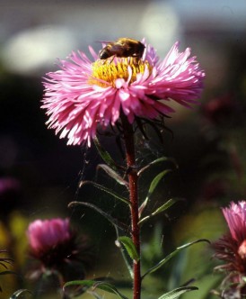 bee on flower