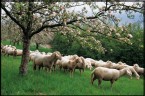 sheep in field